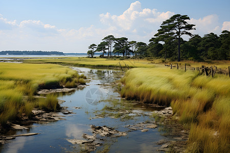 宁静的湿地背景图片