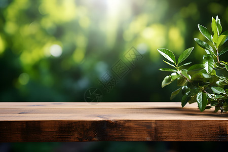 丛林里的木桌背景图片