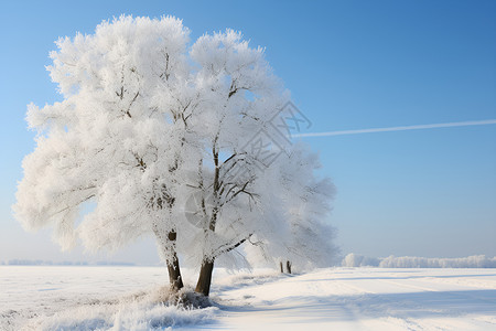 蔚蓝天空下的积雪孤树背景图片