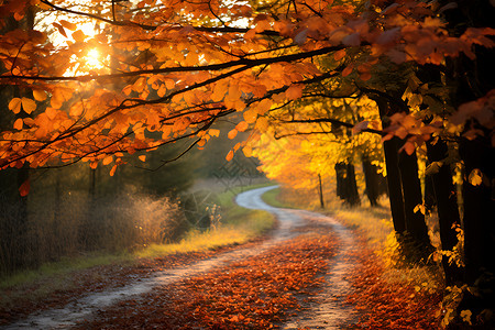秋季公园金黄的树叶背景图片
