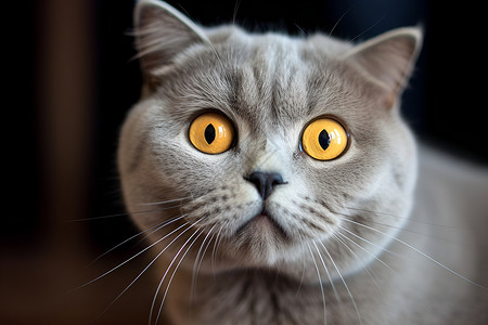 灰猫的黄色眼睛高清图片