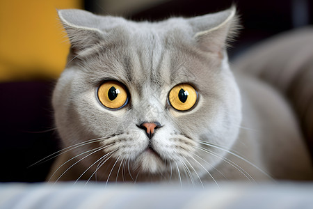 黄眼睛可爱的宠物灰猫背景