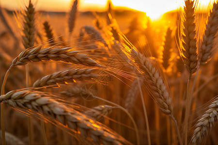 田地中的麦浪背景图片
