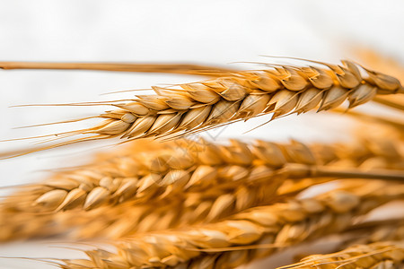 丰收的小麦谷物背景图片