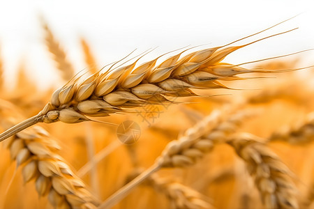 麦田中成熟的小麦背景图片