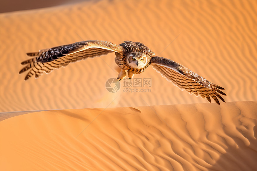 沙漠中飞翔的猫头鹰图片