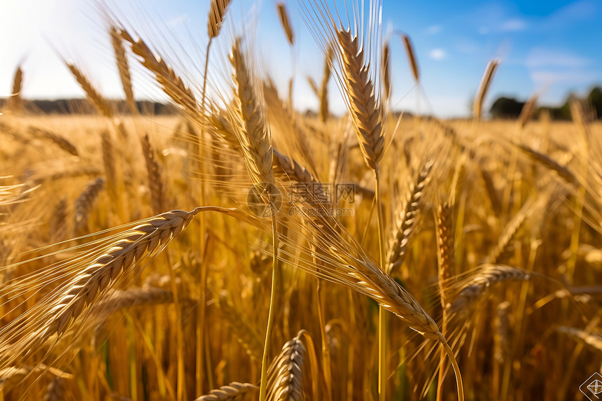 田野中的小麦农作物图片