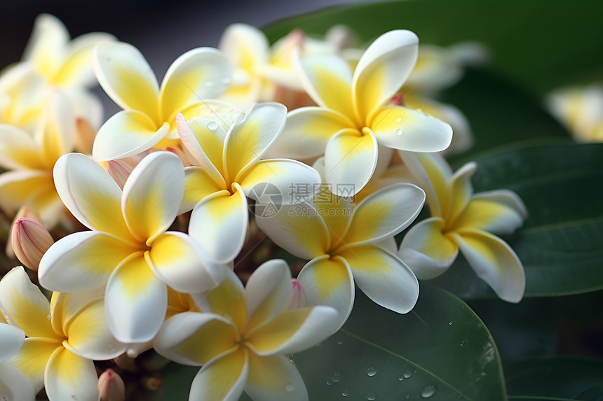盛开的黄白色花朵图片
