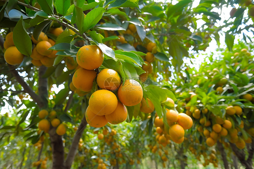 户外树枝上成熟的橙子图片