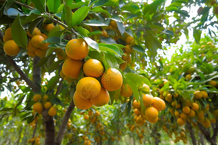 户外树枝上成熟的橙子背景图片