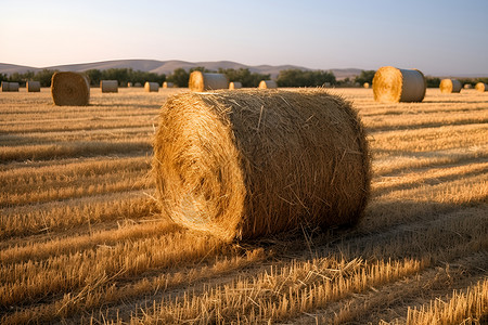 麦田中的麦草堆高清图片