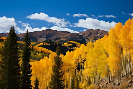秋季的山脉森林背景图片