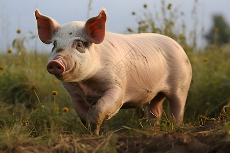 欢乐奔跑的小猪背景图片