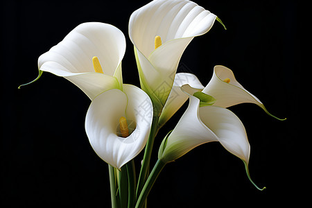 盛开两三朵花瓶中的三朵白花背景