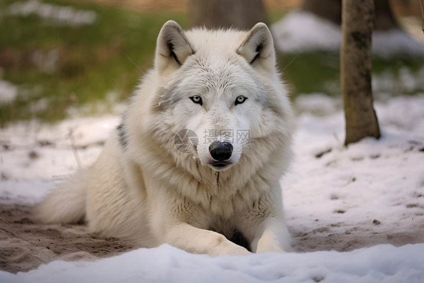 森林之王的白狼图片