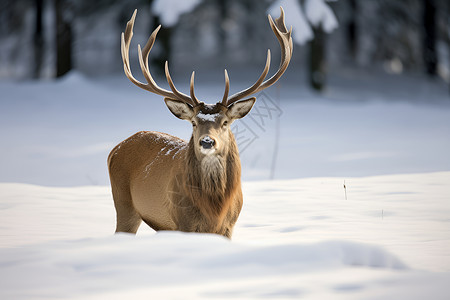 麋鹿拉雪撬雪中雄鹿背景