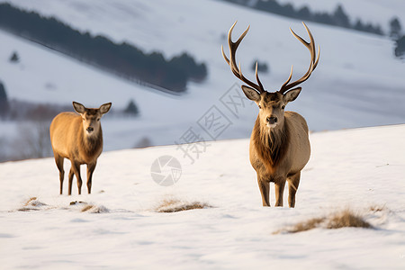 雪地麋鹿装饰画雪地的麋鹿背景
