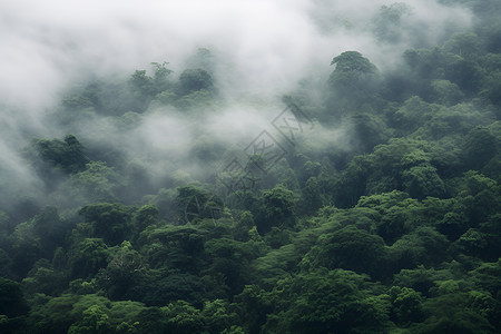 山林公园云雾缭绕中的山林背景