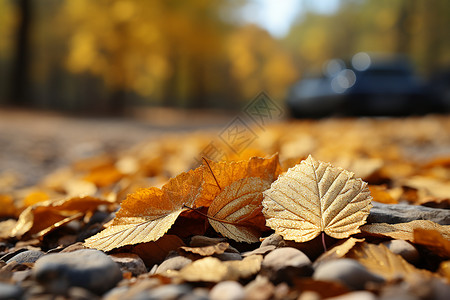 枯黄秋叶彩色植物树叶高清图片