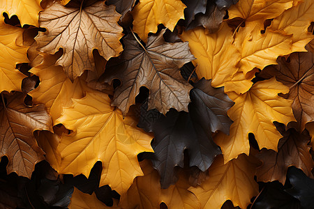 彩色植物树叶斑驳秋叶背景