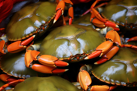 桌面上新鲜的螃蟹食物背景图片