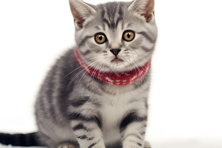 戴围巾的猫小猫咪戴红颈圈背景