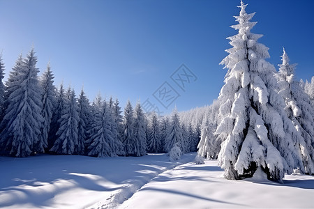 冰雪覆盖的松树背景图片