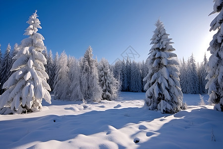 冰雪中的树林背景图片