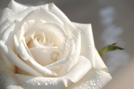 浪漫白玫瑰背景图片