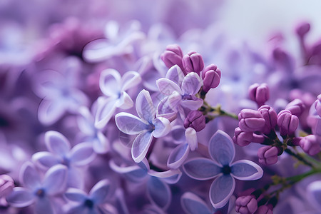 浪漫的紫丁香背景图片