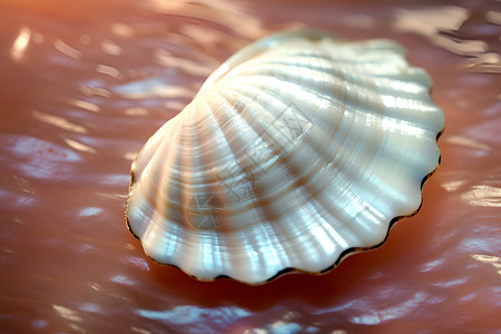 生物贝壳海洋中的珍珠母贝背景