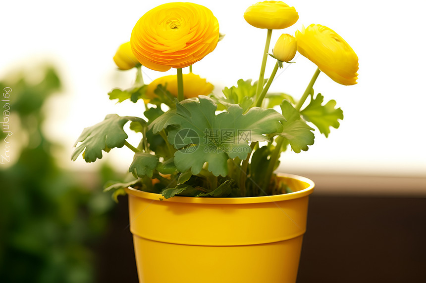 花园中的植物图片