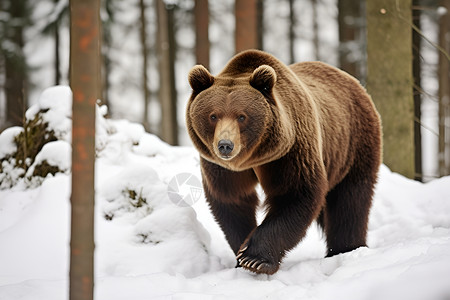 冬天中的狗熊背景图片