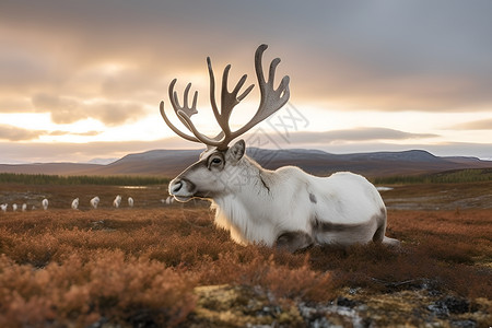 动物长标素材长着鹿角的白色驯鹿背景