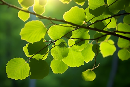 阳光透过枝叶背景图片