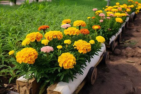 万寿菊花朵花坛设计素材高清图片