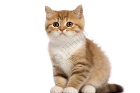 一只小猫背景图片
