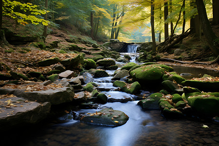 森林中的流水秋日中的清凉背景图片