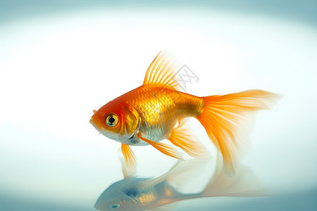 游泳的金鱼背景图片