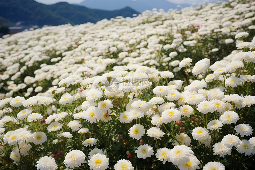 白色花海图片