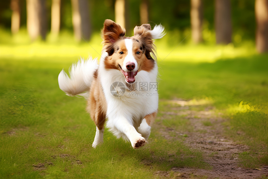 快乐奔跑的狗狗图片