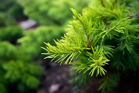 红杉苍翠之美背景