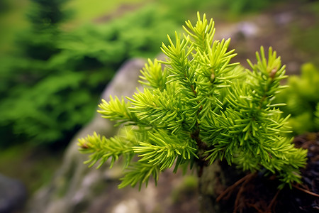 一枝翠柏植物翠柏高清图片