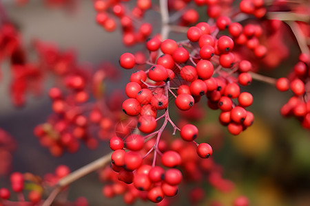 自然红浆果背景图片