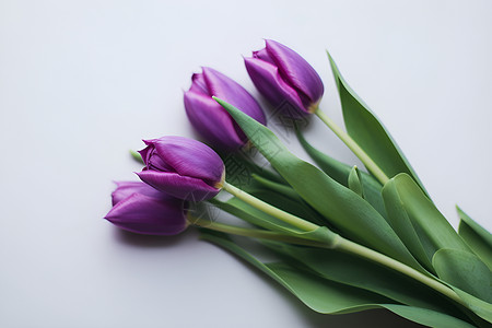 春日紫色花束背景图片