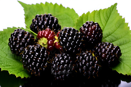 黑莓的美味诱惑背景图片