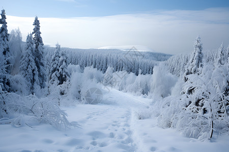 雪覆盖的森林背景图片