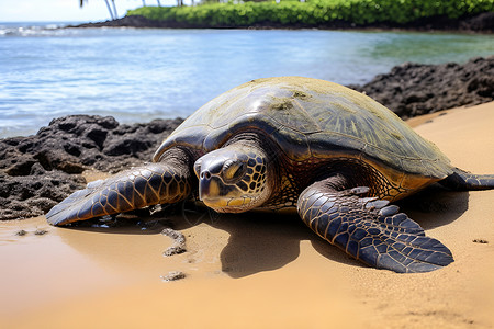 海龟休息在沙滩上高清图片