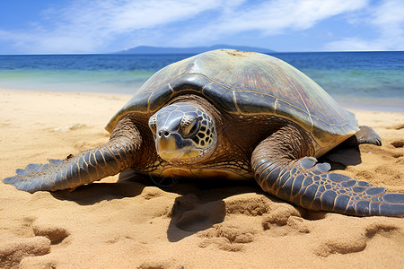 海龟沿着海滩休息背景图片