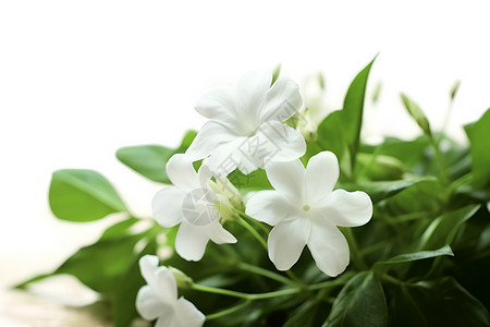盛开的小白花背景图片